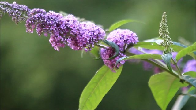 Schmetterlingsflieder lila Bl&uuml;tenstand, Buddleja davidii
