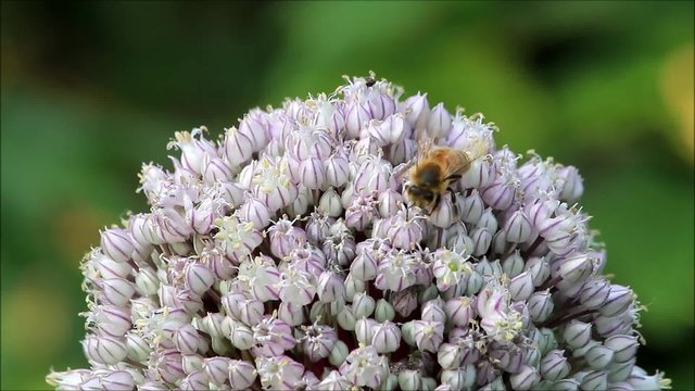 Biene auf Zierlauch Porree Knospen, Sommer 
