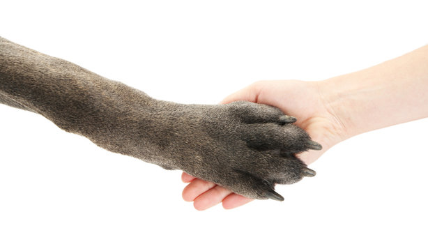 Dog Paw And Human Hand, Isolated On White