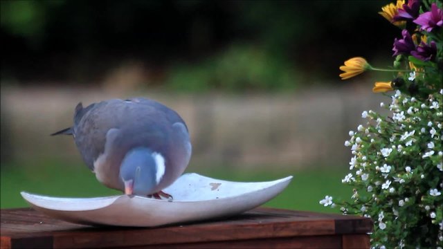 Taube im Garten pickt K&ouml;rnerfutter, Nahaufnahme, Blumen