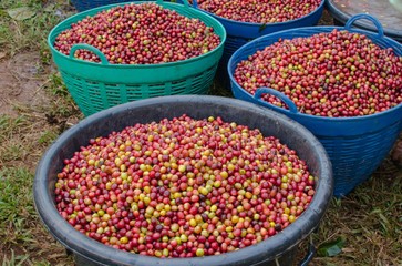 arabica coffee berries 