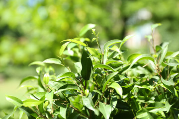 Green tea bush with fresh leaves, outdoors