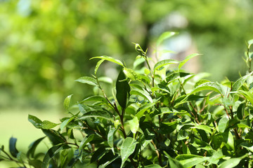 Green tea bush with fresh leaves, outdoors