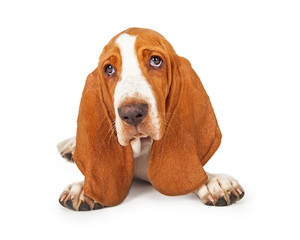 Close Up of Adorable Basset Hound Puppy