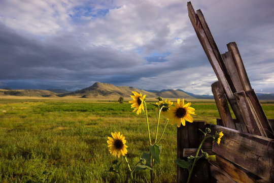Del Norte Sun Flowers