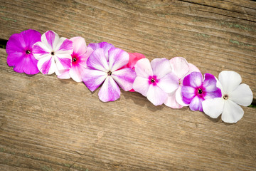Fototapeta na wymiar border from flowers phlox on wooden background with copy space