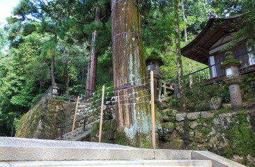 Japanese Omikuji (Paper fortune) at a Shinto shrine