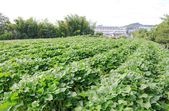 1 785 最適な サツマイモ畑 画像 ストック写真 ベクター Adobe Stock