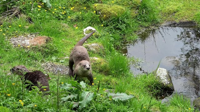 Otter / Lutrinae
