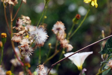 Beautiful green field with small flowers outdoors