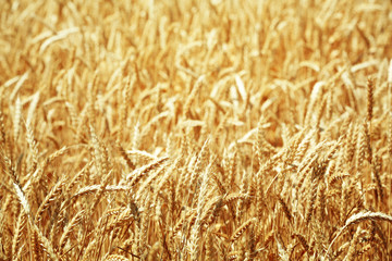 Beautiful summer field
