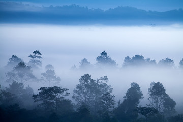 Fog in forest at Khao-kho Phetchabun,Thailand