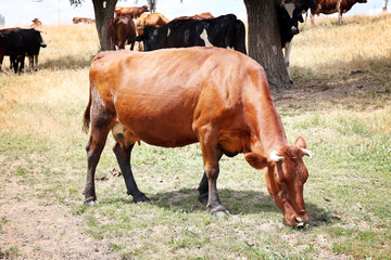 Cows grazing in meadow