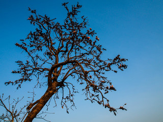 Tree on blue sky