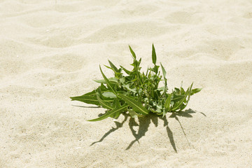 Green plant on sand beach