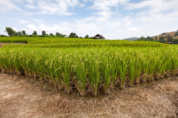 Green Terraced Rice Field in Chiangmai, Thailand