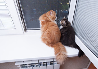 Two persian cats of different coloring