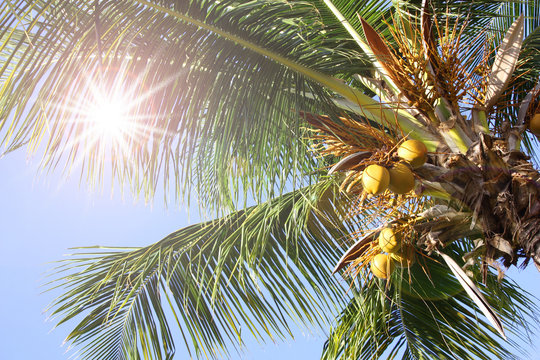 ヤシの木と日差し、紫外線　palm tree and ultra violet rays