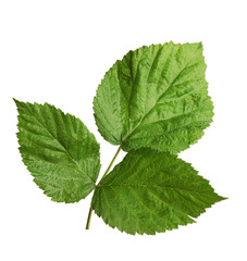 Green raspberry leaves isolated on white