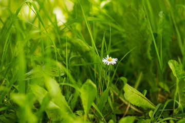 Green loneliness
