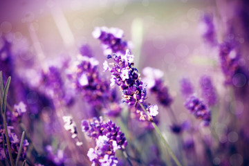 Fototapeta na wymiar Lavender in the field