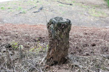 rotten wood broken into pieces