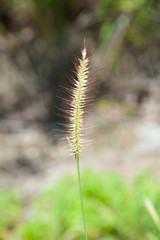 Poaceae Grass Flower