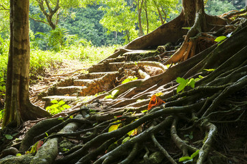 Majestic Jungle Root Tree in Lush Forest, Nature Landscape Photography, National park Thailand