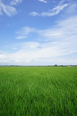 Obraz premium 田園風景