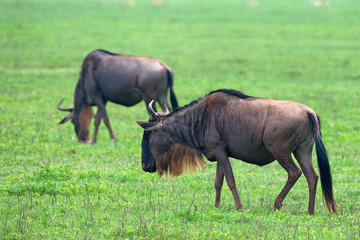 Obraz na płótnie Canvas Wildebeests