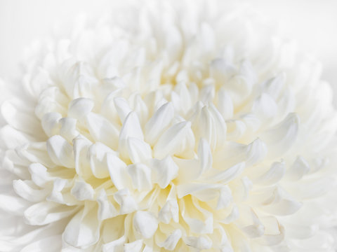 White Flower Close Up Abstract Background