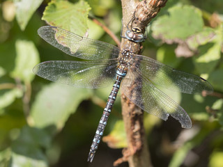 Herbst-Mosaikjungfer, Aeshna mixta