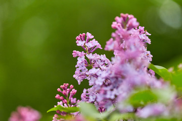 Beautiful flowers