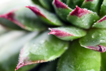 Beautiful succulent plant with water drops close up