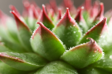 Beautiful succulent plant with water drops close up