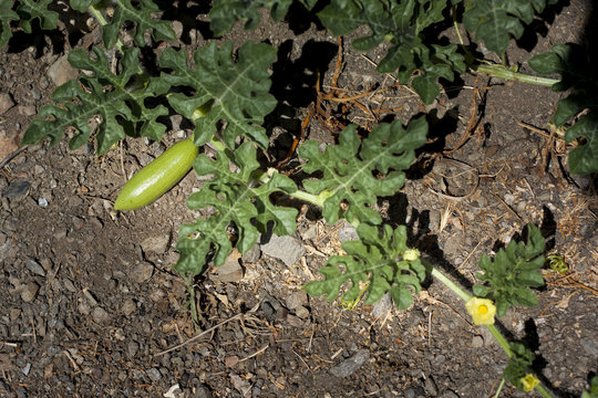 Planta de melones con un mel&oacute;n reci&eacute;n naciendo