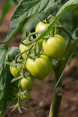 Growing tomatoes.