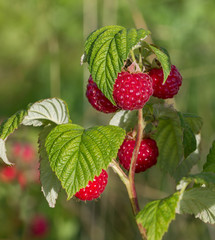 Bush of raspberry.