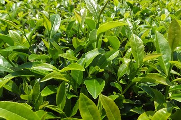 エメラルドに輝くお茶の葉