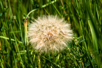 Fluffy dandelions, are preparing to fly