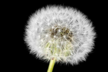 dandelion macro
