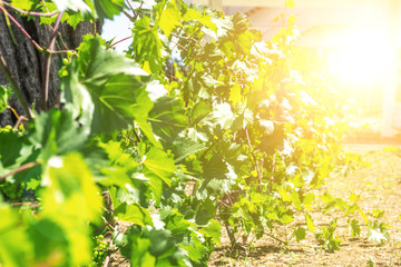 chardonnay Wine grapes in vineyard raw ready for harvest