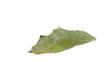 Fototapeta premium モンシロチョウのサナギ -Pieris rapae-