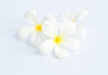 Fototapeta na wymiar Tropical flowers frangipani (plumeria) isolated on white background.