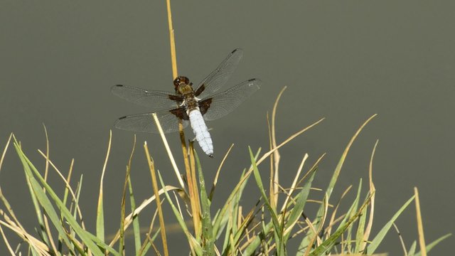 Plattbauch, Libellula depressa, Libelle
