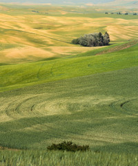 The beauty of Farmland