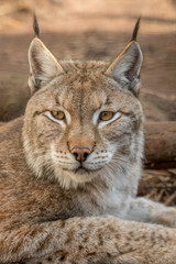 Naklejka na ściany i meble Eurasian Lynx headshot