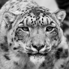 Snow Leopard back and white head shot