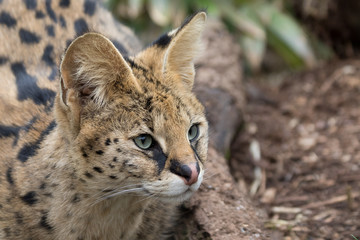 Serval