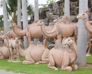 Fototapeta na wymiar Statue camel
